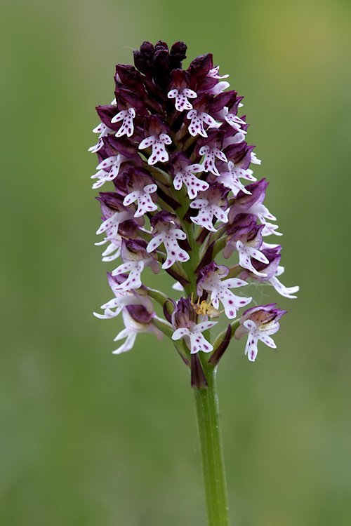 Orchis ustulata alla Verna